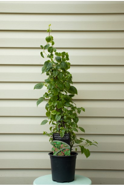 Гортензія черешкова вюнка Круг Корал контейнер п9